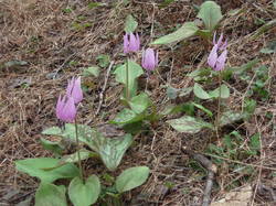DSCN3105.jpg