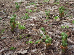 DSCN3108.jpg