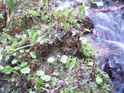 DSCN3117.jpg